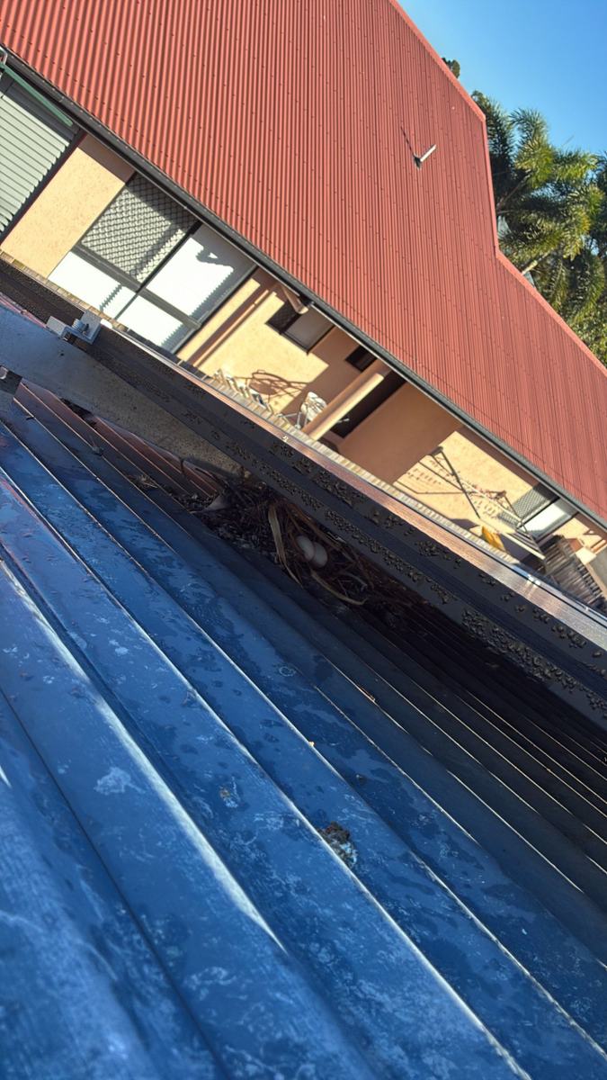 Pigeon nest with two eggs and droppings in the gap beneath a solar panel